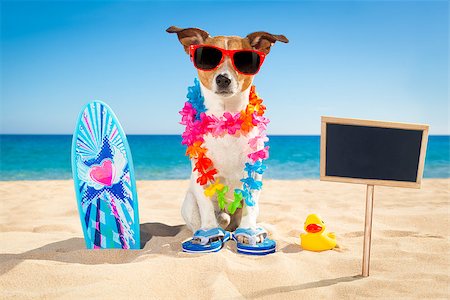 jack russell dog at the beach with a surfboard wearing sunglasses and flower chain at the ocean shore on summer vacation holidays Stock Photo - Budget Royalty-Free & Subscription, Code: 400-08695748