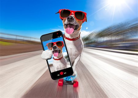 simsearch:400-08694289,k - jack russell terrier dog  riding a skateboard as a skater , with sunglasses in summer vacation close to the beach, taking a selfie with smartphone Stock Photo - Budget Royalty-Free & Subscription, Code: 400-08695759