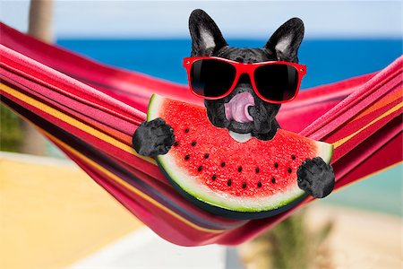 simsearch:400-08159708,k - french bulldog dog relaxing on a fancy red  hammock  with red sunglasses, on summer vacation holidays at the beach, eating a fresh juicy watermelon Foto de stock - Royalty-Free Super Valor e Assinatura, Número: 400-08695752