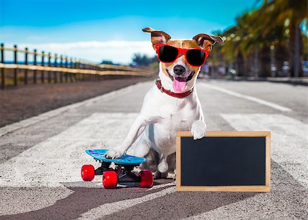 simsearch:400-08694289,k - jack russell terrier dog  riding a skateboard as a skater , with sunglasses in summer vacation close to the beach, holding a banner or placard Stock Photo - Budget Royalty-Free & Subscription, Code: 400-08695764