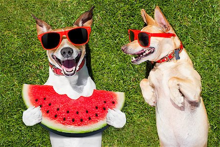 dog eating grass - couple of  funny  and laughing dogs with sunglasses,  on grass or meadow in park    on summer vacation holidays , one eating a fresh watermelon Stock Photo - Budget Royalty-Free & Subscription, Code: 400-08695762