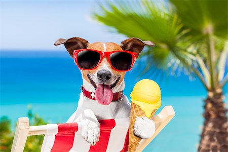 simsearch:400-07055937,k - jack russell dog  on hammock at the beach relaxing  on summer vacation holidays,  eating a fresh lemon or vanilla ice cream on a cone waffle Foto de stock - Royalty-Free Super Valor e Assinatura, Número: 400-08695795