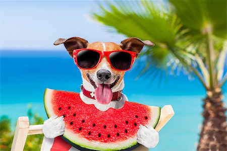 simsearch:400-07055937,k - jack russell dog  on hammock at the beach relaxing  on summer vacation holidays,  eating a fresh juicy watermelon Foto de stock - Royalty-Free Super Valor e Assinatura, Número: 400-08695796