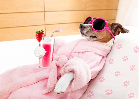 funny cocktail images - jack russell dog relaxing  and lying, in   spa wellness center ,getting a facial treatment with  moisturizing cream mask and cucumber, drinking a cocktail milkshake smoothie Stock Photo - Budget Royalty-Free & Subscription, Code: 400-08695807