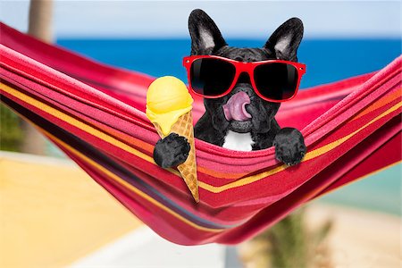simsearch:400-08159708,k - french bulldog dog  on hammock at the beach relaxing  on summer vacation holidays,  eating a fresh lemon or vanilla ice cream on a cone waffle Foto de stock - Royalty-Free Super Valor e Assinatura, Número: 400-08695808