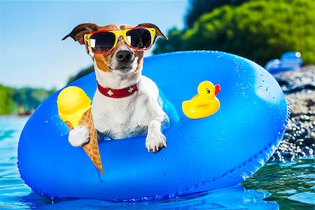 dog in heat - dog on  blue air mattress  in water refreshing on summer vacation holidays at the beach or river, eating ice cream in cone waffle Foto de stock - Super Valor sin royalties y Suscripción, Código: 400-08695801