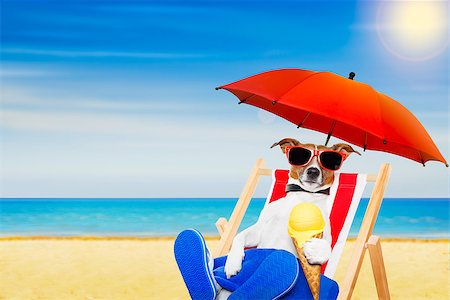 dog in heat - jack russell dog eating ice cream on a cone waffle on a beach chair or hammock with sunglasses on summer  vacation holidays Foto de stock - Super Valor sin royalties y Suscripción, Código: 400-08695802