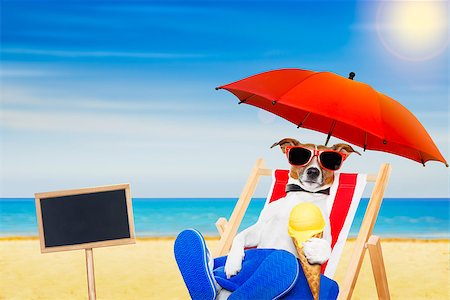 simsearch:400-07055937,k - jack russell dog eating ice cream on a cone waffle on a beach chair or hammock with sunglasses on summer  vacation holidays Foto de stock - Royalty-Free Super Valor e Assinatura, Número: 400-08695803
