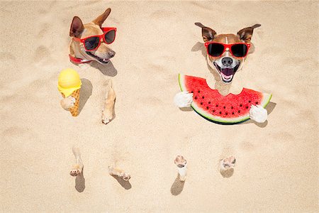 simsearch:400-08158292,k - funny couple of dogs   buried in the sand at the beach on summer vacation holidays ,  wearing red sunglasses, eating a fresh juicy watermelon and ice cream on cone waffle Fotografie stock - Microstock e Abbonamento, Codice: 400-08695811