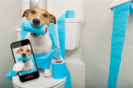 educazione all'uso del vaso - jack russell terrier, sitting on a toilet seat with digestion problems or constipation taking a selfie Fotografie stock - Microstock e Abbonamento, Codice: 400-08695906