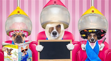 couple of dogs at the groomer or hairdresser, under  drying hood,reading newspaper sitting on red chairs, holding blank banner or placard Stock Photo - Budget Royalty-Free & Subscription, Code: 400-08695977