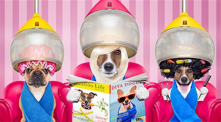 simsearch:400-07046129,k - couple of dogs at the groomer or hairdresser, under  drying hood,reading newspaper sitting on red chairs Fotografie stock - Microstock e Abbonamento, Codice: 400-08695978