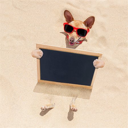 chihuahua    dog  buried in the sand at the beach on summer vacation holidays ,  wearing red sunglasses, holding a blank banner or placard blackboard Stock Photo - Budget Royalty-Free & Subscription, Code: 400-08695979