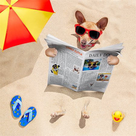 simsearch:400-08158292,k - chihuahua   dog  buried in the sand at the beach on summer vacation holidays ,  wearing red sunglasses, reading a newspaper or magazine Fotografie stock - Microstock e Abbonamento, Codice: 400-08695980