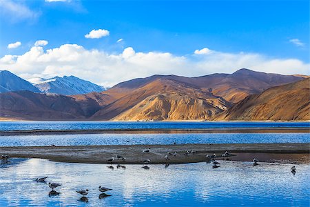 View of Pangong Lake in the morning with the flock of sea gull are feeding and swimming Foto de stock - Super Valor sin royalties y Suscripción, Código: 400-08696326