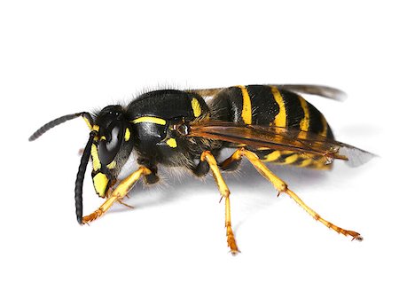 simsearch:400-04909471,k - Wasp isolated on white background, drop shadow Photographie de stock - Aubaine LD & Abonnement, Code: 400-08696414