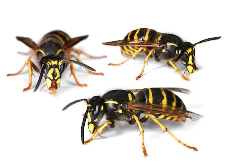 simsearch:400-04909471,k - Three busy wasps isolated on white background, drop shadow Photographie de stock - Aubaine LD & Abonnement, Code: 400-08696415