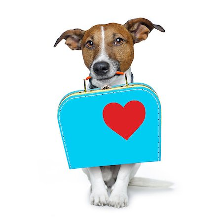 family and dog help - jack russell dog abandoned and left all alone on the road or street, with luggage bag  , begging to come home to owners, isolated on white background Stock Photo - Budget Royalty-Free & Subscription, Code: 400-08696495
