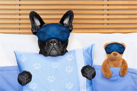 french bulldog dog  with  headache and hangover sleeping in bed, with teddy bear close together Stock Photo - Budget Royalty-Free & Subscription, Code: 400-08696509