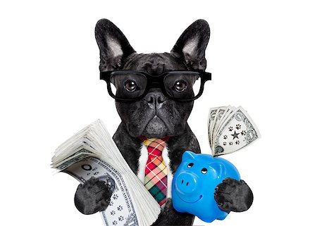 boss accountant rich french bulldog saving dollars and money with piggy bank or moneybox , with glasses and tie , isolated on white background Stock Photo - Budget Royalty-Free & Subscription, Code: 400-08696511