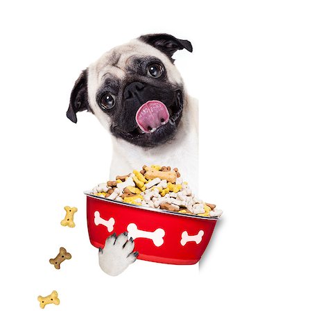 simsearch:400-07208442,k - hungry  pug  dog holding food bowl and licking with tongue, isolated on white background Stockbilder - Microstock & Abonnement, Bildnummer: 400-08696549