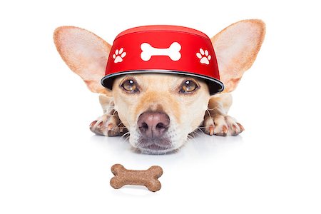 simsearch:400-07208442,k - hungry  chihuahua dog  with  food bowl on the floor ground, isolated on white background Stockbilder - Microstock & Abonnement, Bildnummer: 400-08696554