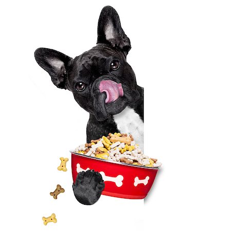 simsearch:400-07208442,k - hungry  french bulldog  dog holding food bowl and licking with tongue, isolated on white background Stockbilder - Microstock & Abonnement, Bildnummer: 400-08696553