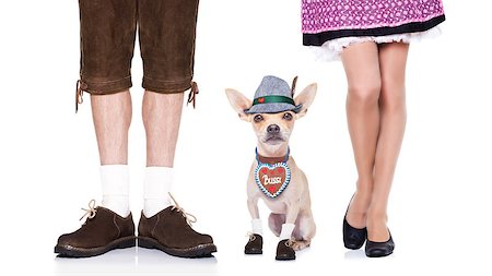 simsearch:400-04354197,k - bavarian german chihuahua  dog with  bag and luggage, with owner , isolated on white background , ready for the beer celebration festival in munich Stock Photo - Budget Royalty-Free & Subscription, Code: 400-08696724