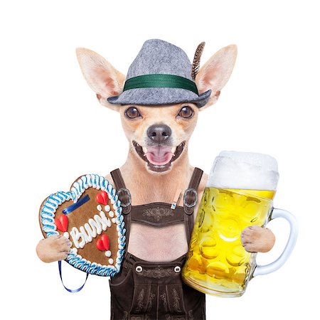 simsearch:400-08198906,k - bavarian german chihuahua  dog with  gingergread and beer  mug,  isolated on white background , ready for the beer celebration festival in munich Fotografie stock - Microstock e Abbonamento, Codice: 400-08696725