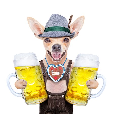 simsearch:400-08163219,k - bavarian german chihuahua  dog with  gingerbread and beer mug, isolated on white background , ready for the beer celebration festival in munich Photographie de stock - Aubaine LD & Abonnement, Code: 400-08696726