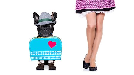 simsearch:400-04354197,k - bavarian german bulldog  dog with  bag and luggage, with owner , isolated on white background , ready for the beer celebration festival in munich Stock Photo - Budget Royalty-Free & Subscription, Code: 400-08696728
