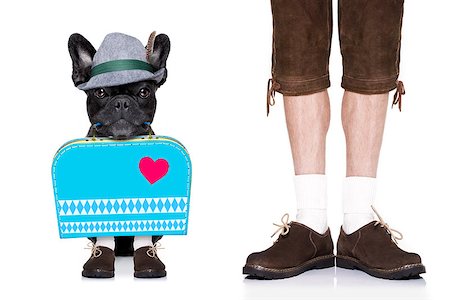 simsearch:400-04354197,k - bavarian german bulldog  dog with  bag and luggage, with owner , isolated on white background , ready for the beer celebration festival in munich Stock Photo - Budget Royalty-Free & Subscription, Code: 400-08696729