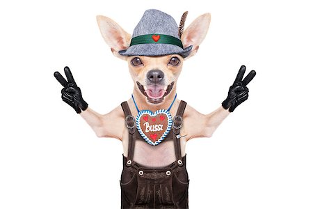 simsearch:400-08198906,k - bavarian german chihuahua  dog with  gingerbread and pretzel, isolated on white background , ready for the beer celebration festival in munich Fotografie stock - Microstock e Abbonamento, Codice: 400-08696720