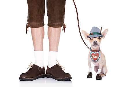 simsearch:400-04354197,k - bavarian german chihuahua  dog with  bag and luggage, with owner and a leash  , isolated on white background , ready for the beer celebration festival in munich Stock Photo - Budget Royalty-Free & Subscription, Code: 400-08696721
