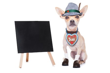 simsearch:400-08198906,k - bavarian german chihuahua  dog with  gingergread ,  isolated on white background , ready for the beer celebration festival in munich, blackboard or placard to the side Fotografie stock - Microstock e Abbonamento, Codice: 400-08696722