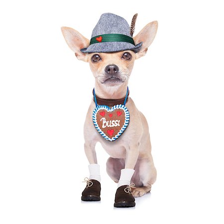 simsearch:400-08198906,k - bavarian german chihuahua  dog with  gingergread and hat,  isolated on white background , ready for the beer celebration festival in munich Fotografie stock - Microstock e Abbonamento, Codice: 400-08696723