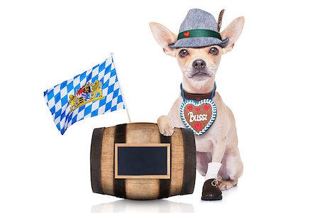 simsearch:400-08198906,k - bavarian german chihuahua dog with  gingerbread and hat, behind barrel, isolated on white background , ready for the beer celebration festival in munich Fotografie stock - Microstock e Abbonamento, Codice: 400-08696838