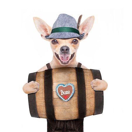 simsearch:400-08198906,k - bavarian german chihuahua dog with  gingerbread and hat, behind barrel,  isolated on white background , ready for the beer celebration festival in munich Fotografie stock - Microstock e Abbonamento, Codice: 400-08696839