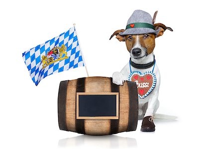 simsearch:400-08198906,k - bavarian german jack russell dog with  gingerbread and hat, behind barrel,  isolated on white background , ready for the beer celebration festival in munich Fotografie stock - Microstock e Abbonamento, Codice: 400-08696832