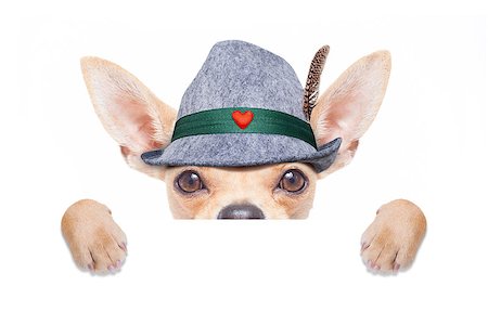 simsearch:400-08198906,k - bavarian german chihuahua dog with  gingerbread and hat, with blackboard or placard banner ,  isolated on white background , ready for the beer celebration festival in munich Fotografie stock - Microstock e Abbonamento, Codice: 400-08696845