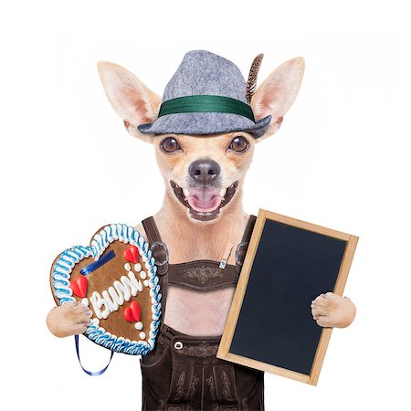 simsearch:400-08198906,k - bavarian german chihuahua dog with  gingerbread and hat, with blackboard or placard banner ,  isolated on white background , ready for the beer celebration festival in munich Fotografie stock - Microstock e Abbonamento, Codice: 400-08696841