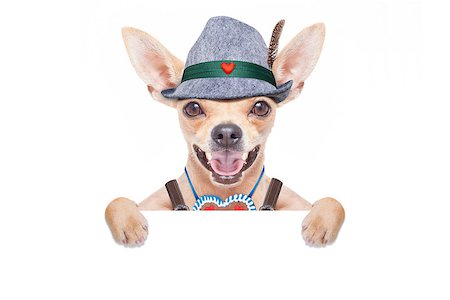 simsearch:400-08198906,k - bavarian german chihuahua dog with  gingerbread and hat, with blackboard or placard banner ,  isolated on white background , ready for the beer celebration festival in munich Fotografie stock - Microstock e Abbonamento, Codice: 400-08696842