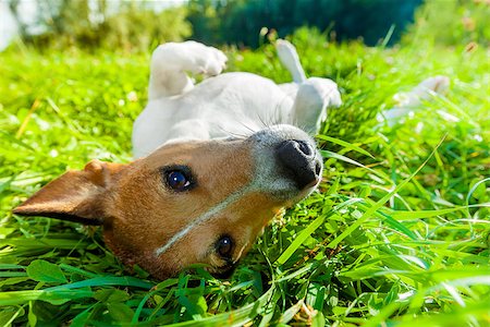 simsearch:400-08159205,k - jack russell dog relaxing and resting on grass meadow at the park outdoors and outside on summer vacation holidays Stock Photo - Budget Royalty-Free & Subscription, Code: 400-08696938