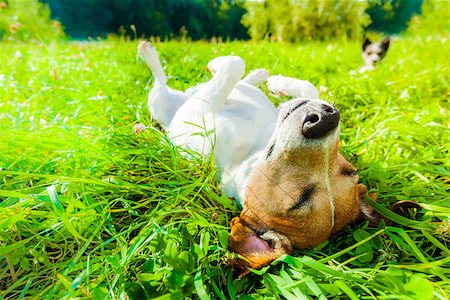 simsearch:400-08159205,k - jack russell dog relaxing and resting on grass meadow at the park outdoors and outside on summer vacation holidays Stock Photo - Budget Royalty-Free & Subscription, Code: 400-08696939