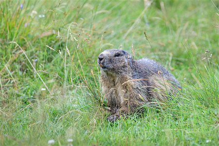 simsearch:400-08110984,k - Alpine marmot (Marmota marmota) in grass. French Alps Photographie de stock - Aubaine LD & Abonnement, Code: 400-08697119