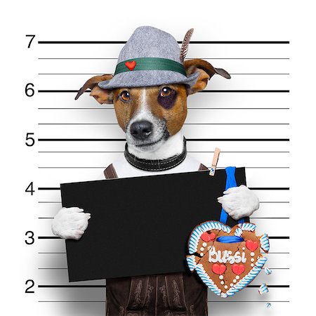 simsearch:400-08898663,k - bavarian german jack russell dog with  gingerbread and hat, mugshot at police station Photographie de stock - Aubaine LD & Abonnement, Code: 400-08697126