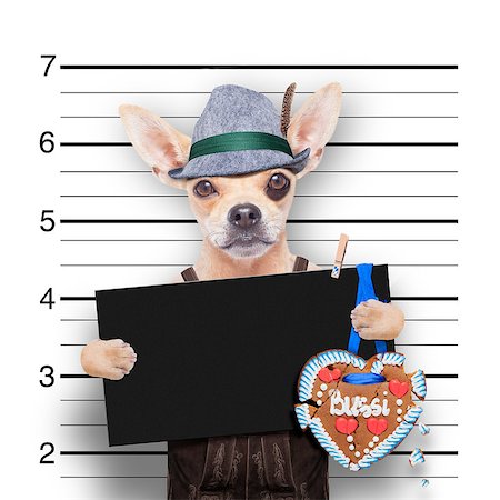 simsearch:400-08898663,k - bavarian german chihuahua dog with  gingerbread and hat, mugshot at police station Photographie de stock - Aubaine LD & Abonnement, Code: 400-08697130