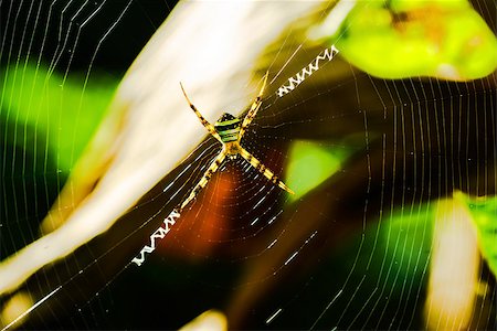 simsearch:700-00378105,k - Closeup Picture of Spider standing on the spiderweb Photographie de stock - Aubaine LD & Abonnement, Code: 400-08697183