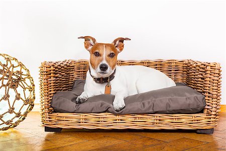 jack russell dog resting or having a siesta  in  bed in bedroom or livingroom Foto de stock - Super Valor sin royalties y Suscripción, Código: 400-08693155