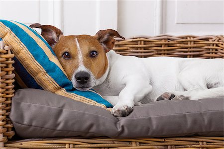 simsearch:400-08159205,k - jack russell terrier dog  in bed , having a siesta and relaxing Stock Photo - Budget Royalty-Free & Subscription, Code: 400-08693251